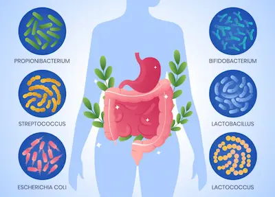 Infografía del eje intestino-cerebro con iconos de bacterias beneficiosas